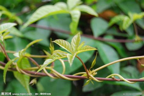 藤类植物|藤蔓（植物学名称）